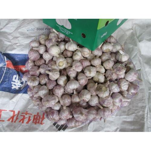 Buy Fresh Normal White Garlic 2020