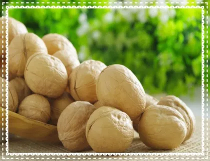 Shell walnuts on a natural walnut farm