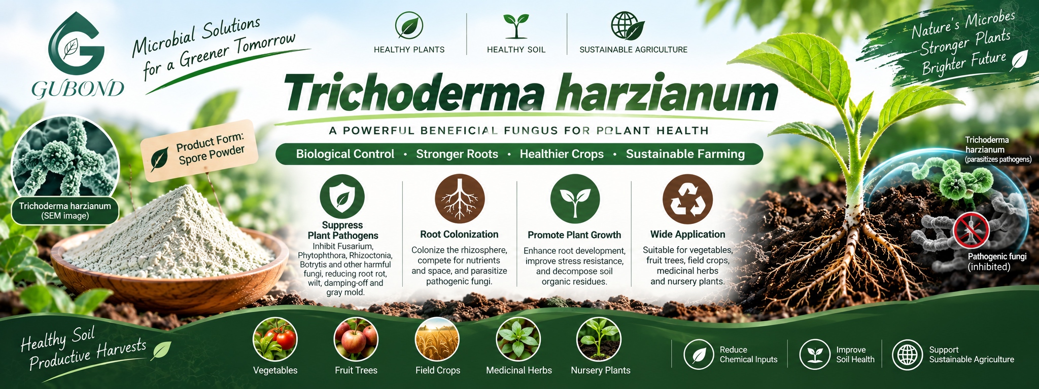 Trichoderma harzianum (8)
