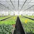 Welded Wire Panels Flower Nursery Seedbed in Greenhouse Manufactory