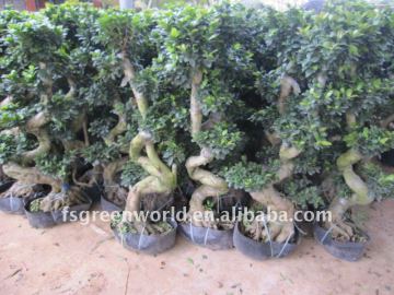 Ficus microcarpa bonsai potted