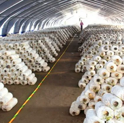 Agricultural Greenhouses Mushroom Plastic Film Green House