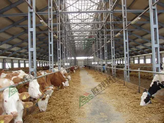 prefab steel frame cowshed