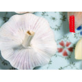 Chinese cold storage Pure White Garlic price