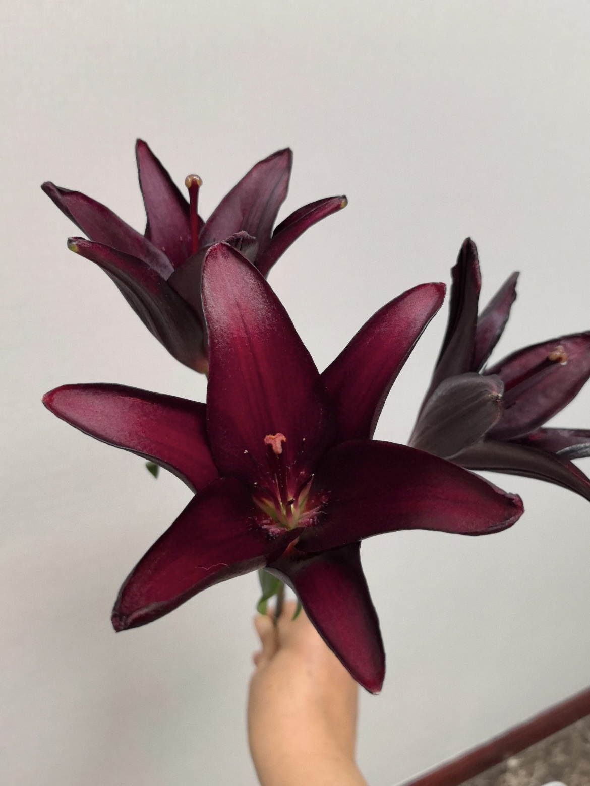 Dark Kingdom Single Lily2