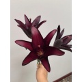ডার্ক কিংডম সিঙ্গেল লিলি
