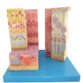 /msite/products/detail/productid/63652793/id/1517769.html