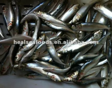 Frozen Sardinella