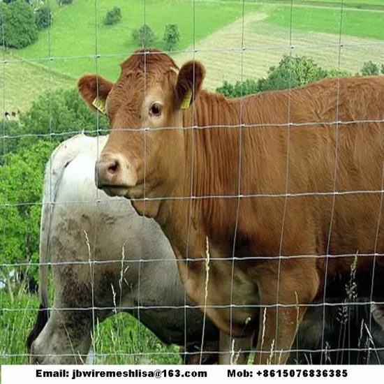 Galvanized Cattle Fence And Kraal Network