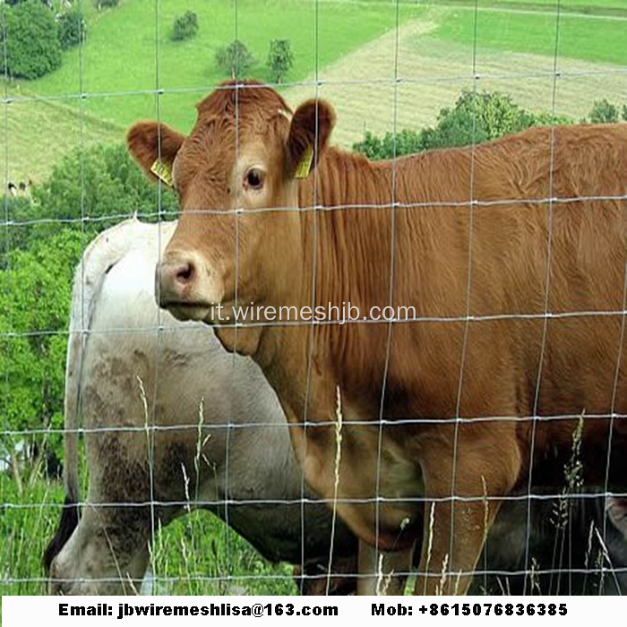 Rete galvanizzata di bestiame e rete di Kraal