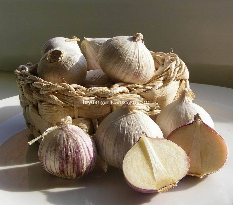 Solo Garlic 14
