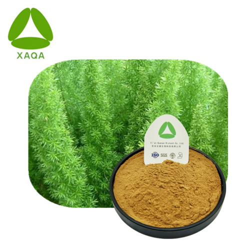 Radix Asparagi Extract Powder Health & Medical