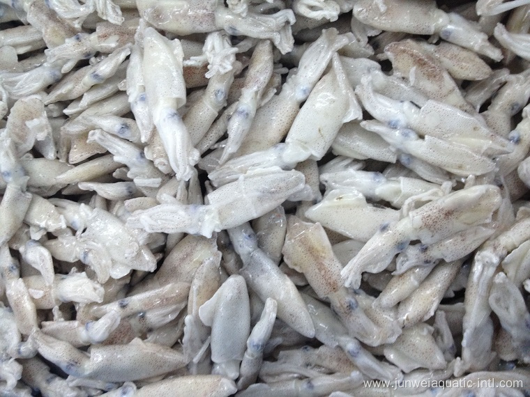 fresh frozen squid for sale