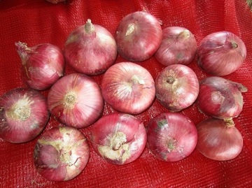 Dimensioni 5.0-7.0cm Cipolla rossa fresca