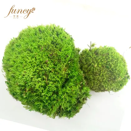 Wild Forest Lichen Moss for House Decoration