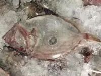 Zhoushan Moon Fish Frozen Seafood