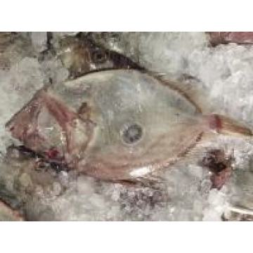 Zhoushan Moon ປາອາຫານທະເລແຊ່ແຂງ