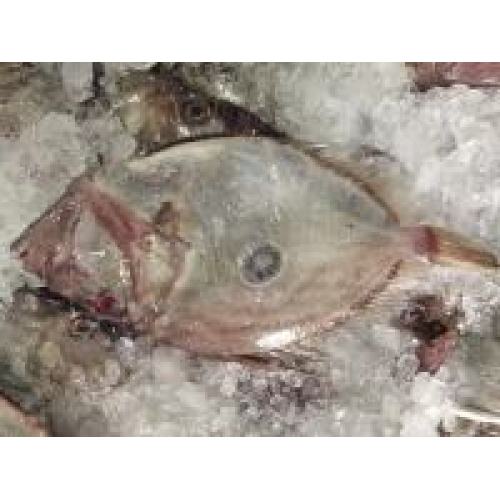 Zhoushan Moon ປາອາຫານທະເລແຊ່ແຂງ