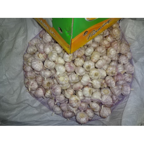 2020 Fresh Normal Garlic In Carton