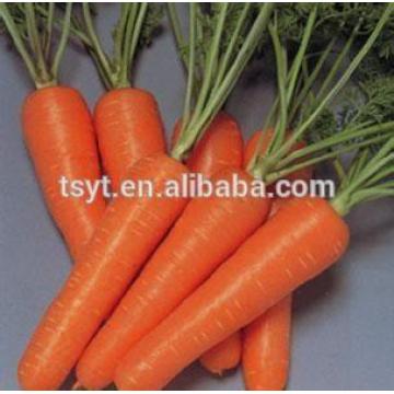 2014 good quality fresh carrot from china farm