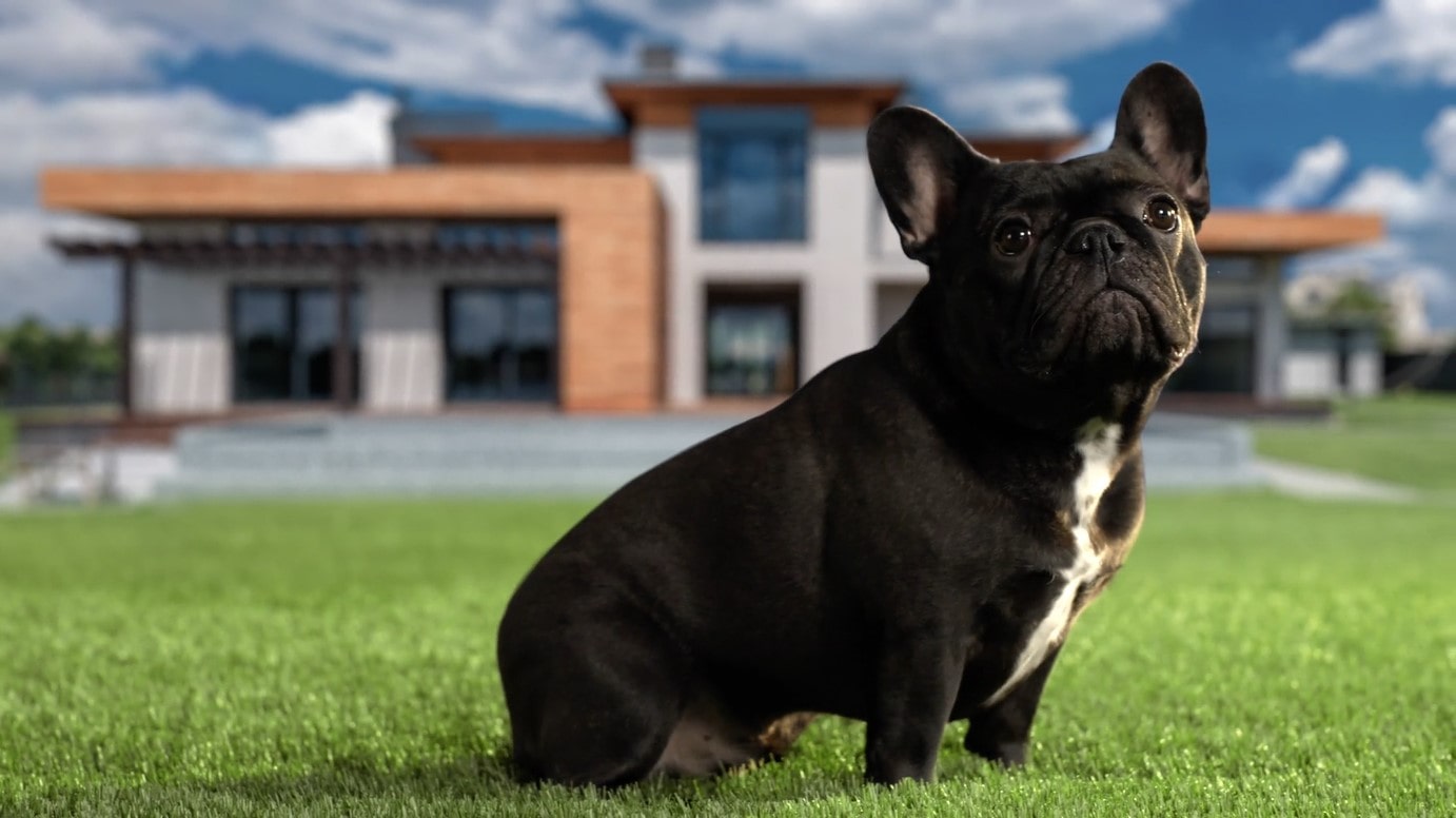 Artificial Grass for Small Dog 