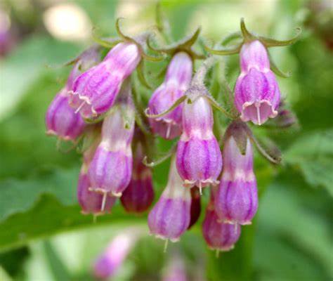 comfrey
