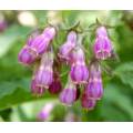 Comfrey Extract Powder Sale