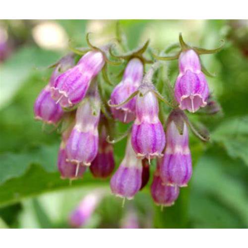 Comfrey Extract Powder Sale