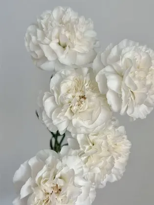 Polar rout single carnation