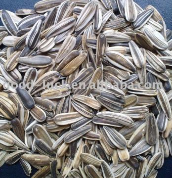 White sunflower seeds