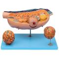 /msite/products/detail/productid/63619963/id/1517769.html
