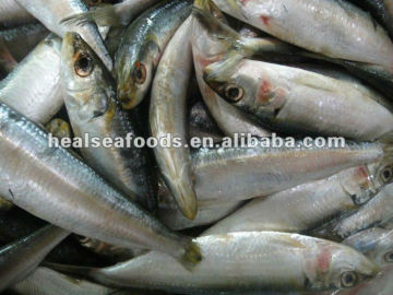 Bait_Sardines