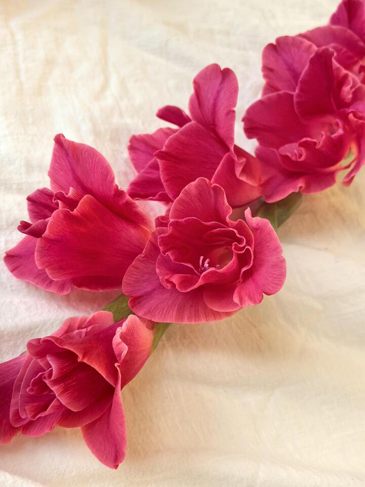 Royal Rose Gladiolus