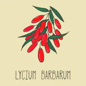 Top Quality Ningxia Goji dried wolfberry