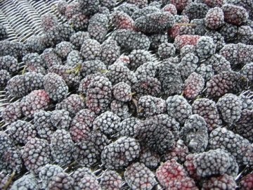 IQF Mulberry 677