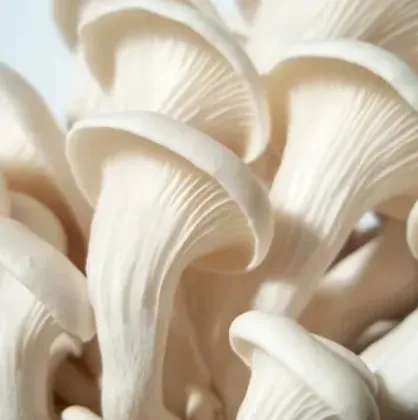 Edible fugus Golden Oyster Mushroom Elm Mushroom