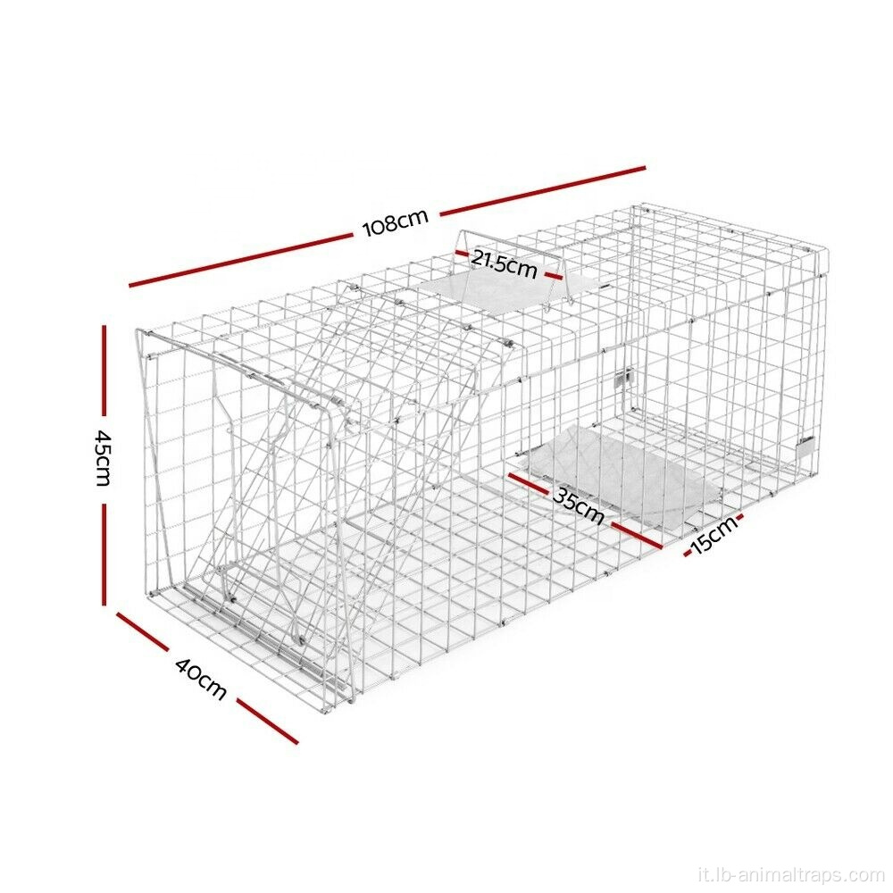 Volpa per cani selvatici di ratto animale di animale vivo