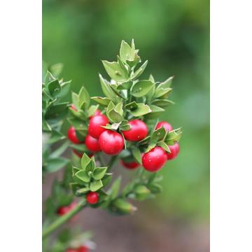 Ruscus Aculeatus Root Extract Ruscogenins Powder