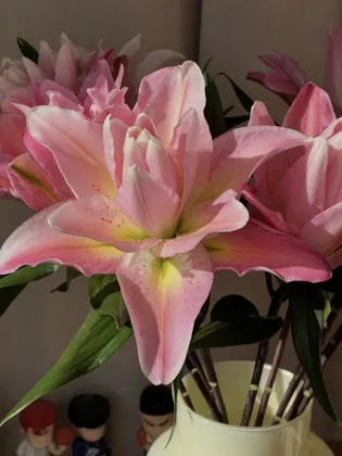 Lucky Eros Double Lily