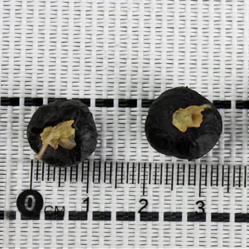 Black goji berry contained anthocyanin