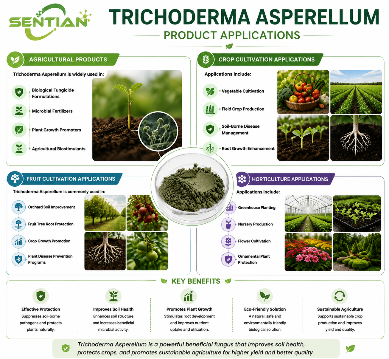 Trichoderma asperellum（2）