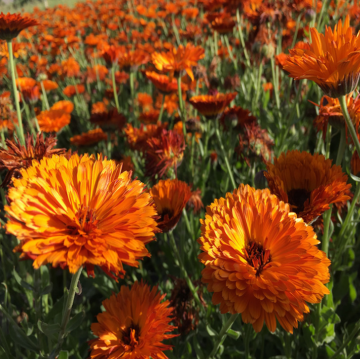 High quality Calendula Officinalis (marigold) seeds