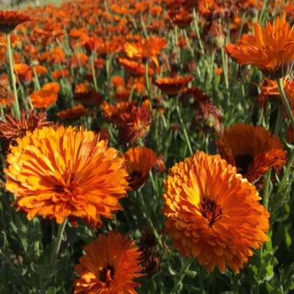 Calendula officinalis seeds for planting