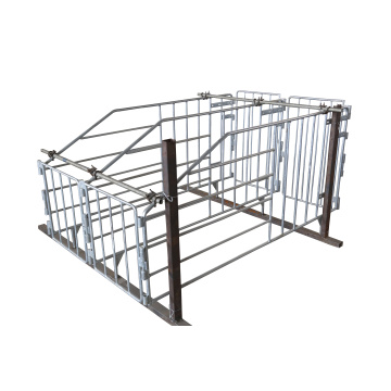 Galvanized Sanitary Characteristics Sow Gestation Stall