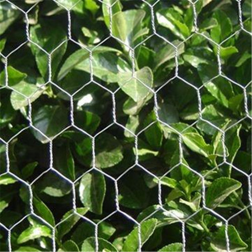 Chicken Wire Netting hexagonal mesh holes Galvanized