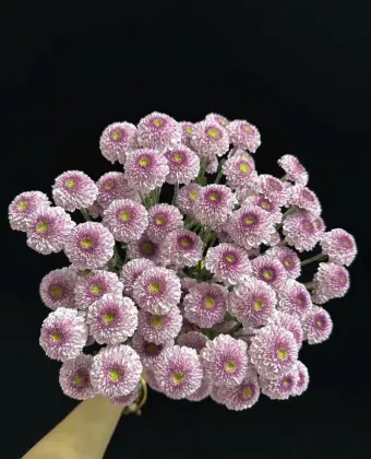 Fan Yan spray chrysanthemum