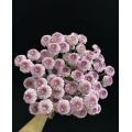 ফ্যান ইয়ান স্প্রে ক্রাইস্যান্থেমাম