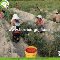 Top Grade Hot Sale Dried Tibet Goji Berry