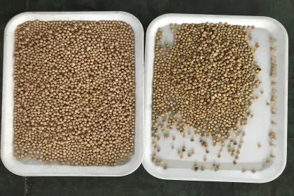 CCS1 mini chickpeas color sorter/chickpeas separating machine