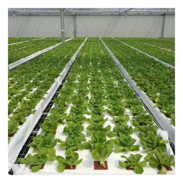 Polycarbonate Sheet Agricultural Lettuce Greenhouses